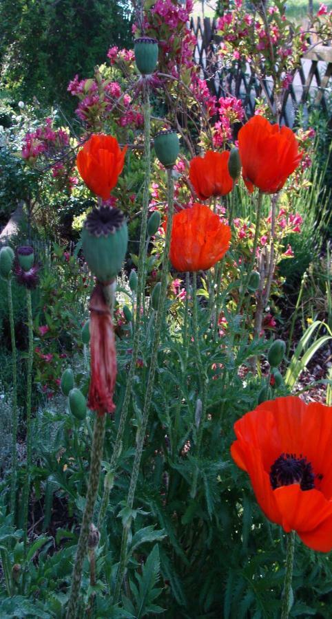 Haus Meersburg Garten 外观 照片